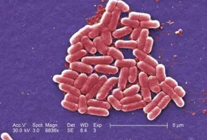 human-bacteria