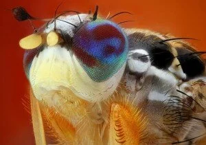 fruit-fly